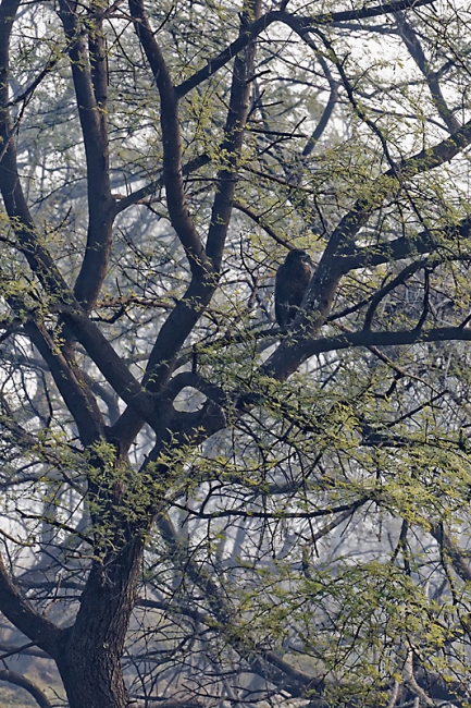 Keoladeo national park-132